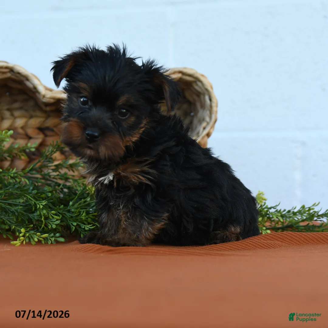 Yorkshire Terrier dogs for sale: Kyler - Ad 2