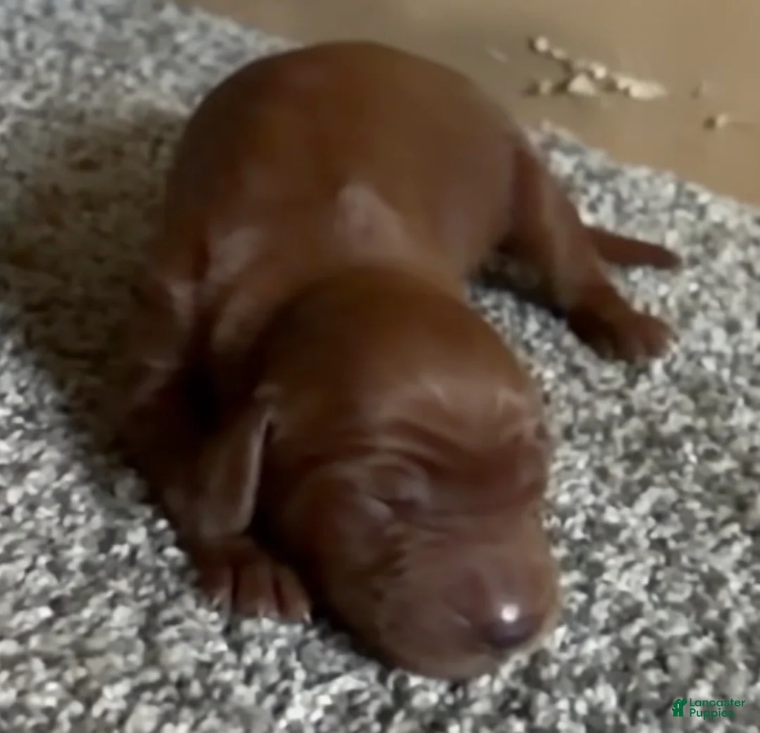 Irish Setter dogs for sale: Irish Setter 11 - Ad 1