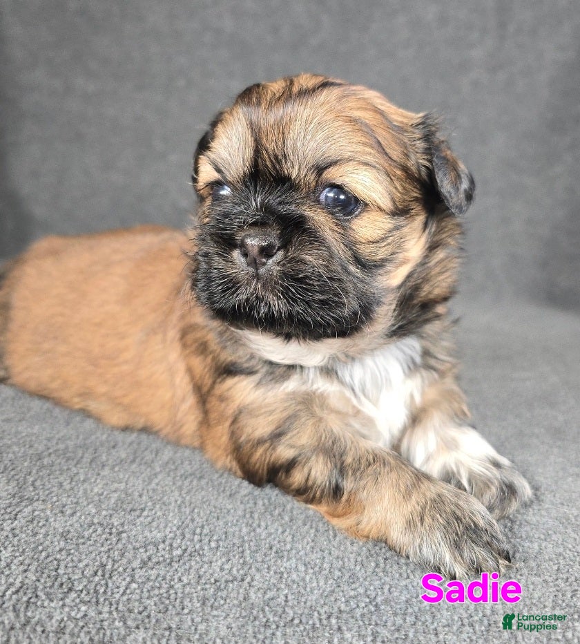 Shih Tzu dogs Sadie - Ad 20