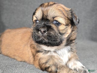 Shih Tzu dogs Sadie - Ad 2