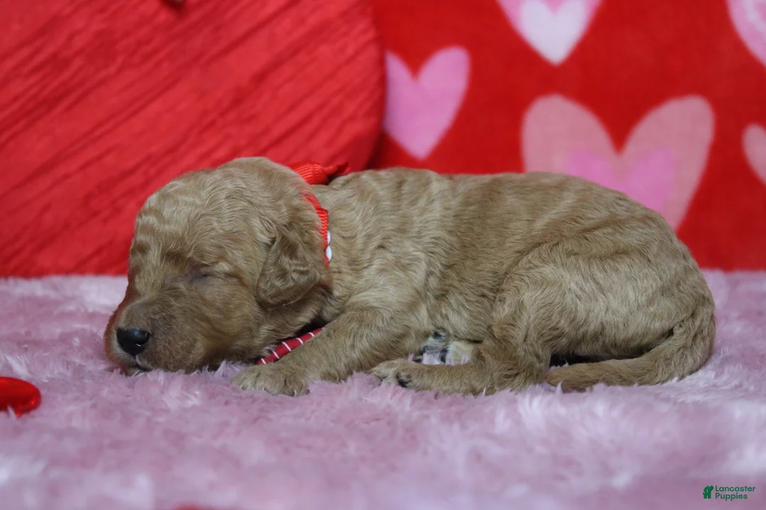 Goldendoodle dogs for sale: Pibb - Ad 14