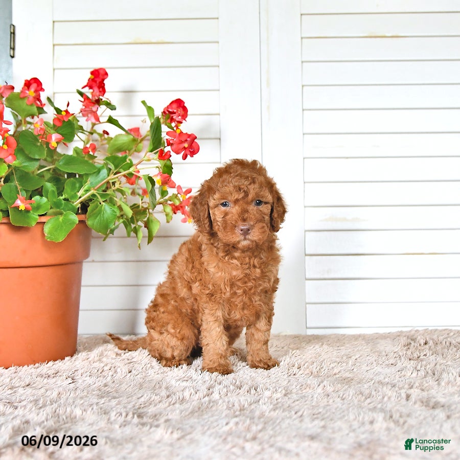 Mini Goldendoodle dogs Sasha - Ad 2