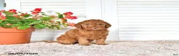 Mini Goldendoodle dogs for sale: Sasha - Ad 2