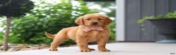 Golden Retriever dogs for sale: Bailey - Ad 4