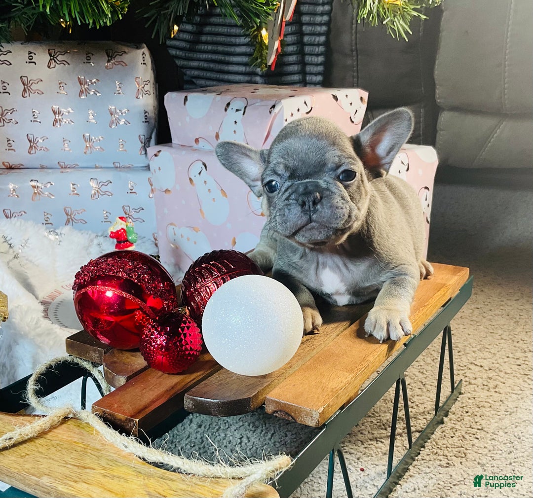 French Bulldog dogs for sale: Stella - Ad 2