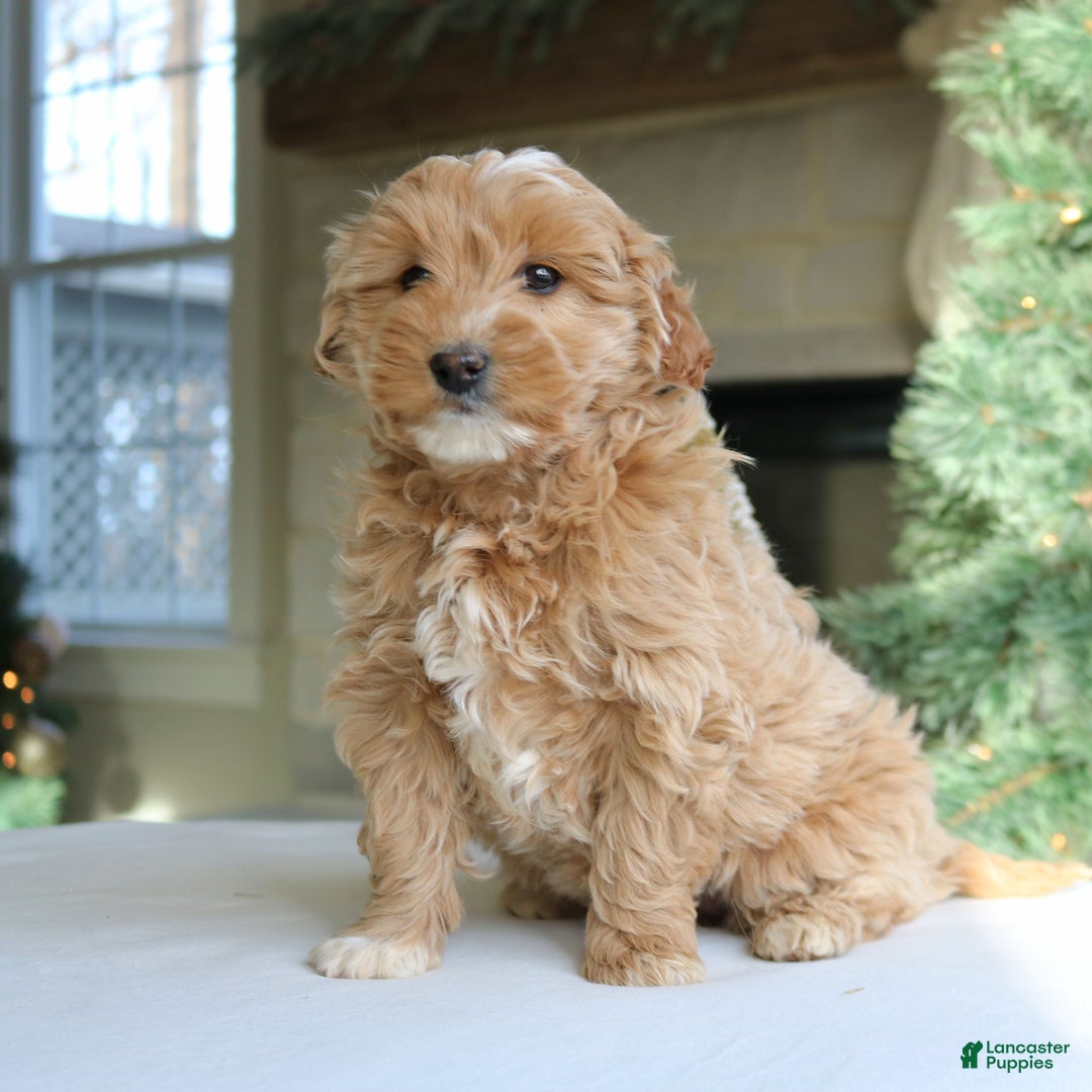 Mini Goldendoodle dogs for sale: Daisy  - Ad 2