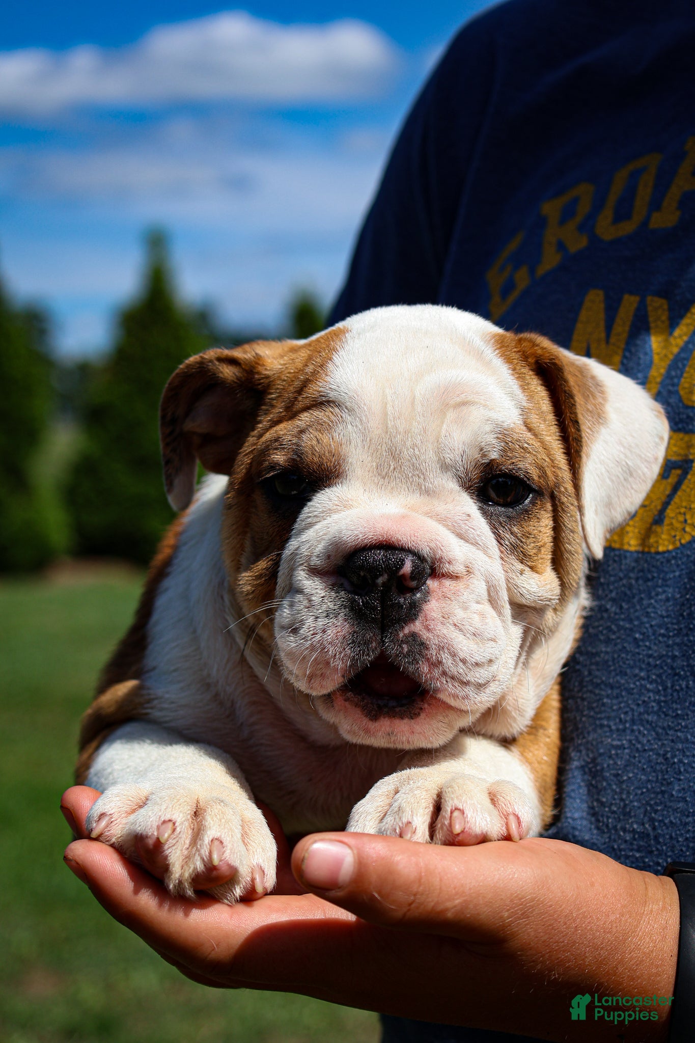 English Bulldog dogs Daxter - Ad 2