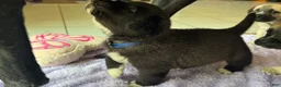 Mixed Breed dogs for sale: Fuzz - Ad 5