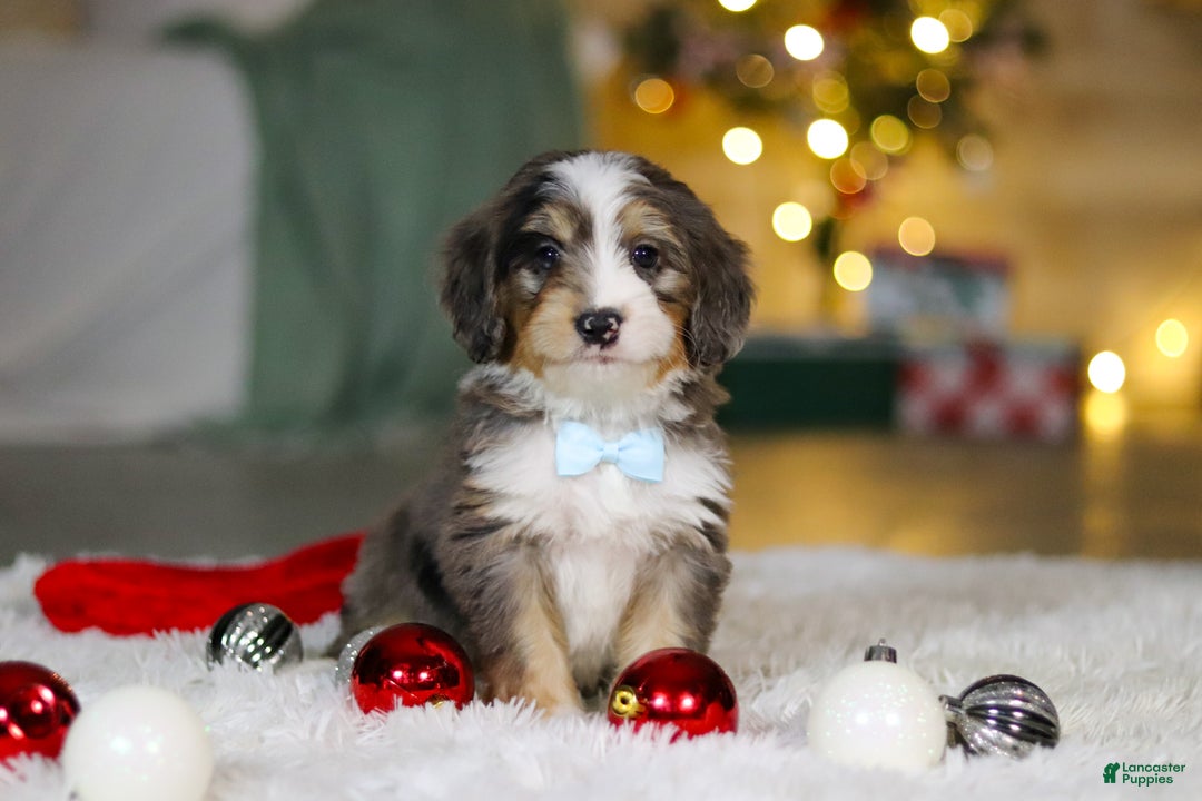 Mini Bernedoodle dogs for sale: Brady - Ad 2