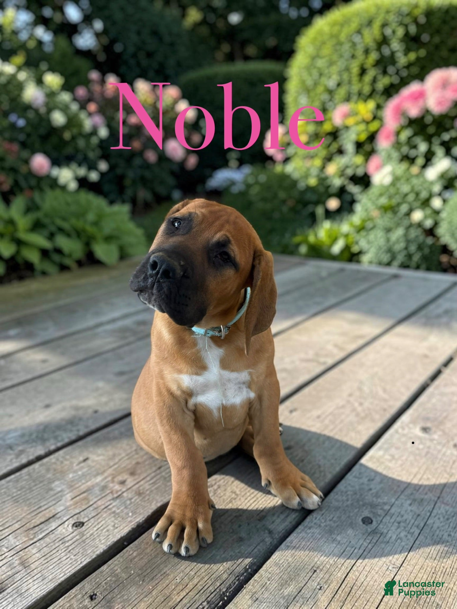 South African Boerboels dogs Noble - Ad 1