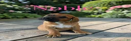 South African Boerboels dogs for sale: Noble - Ad 1