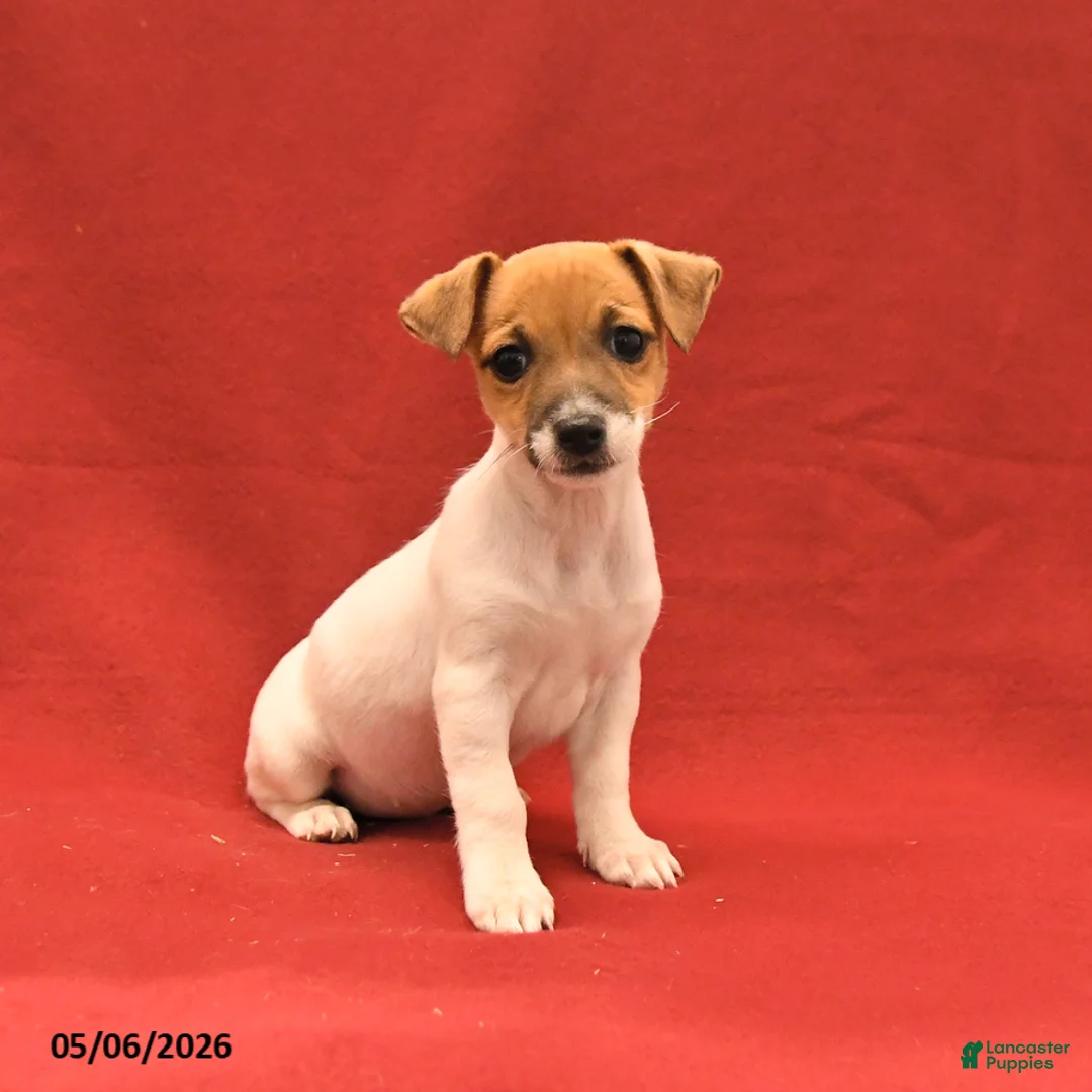 Jack Russell Terrier dogs for sale: Mini - Ad 1