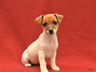 Jack Russell Terrier dogs for sale: Mini - Ad 3
