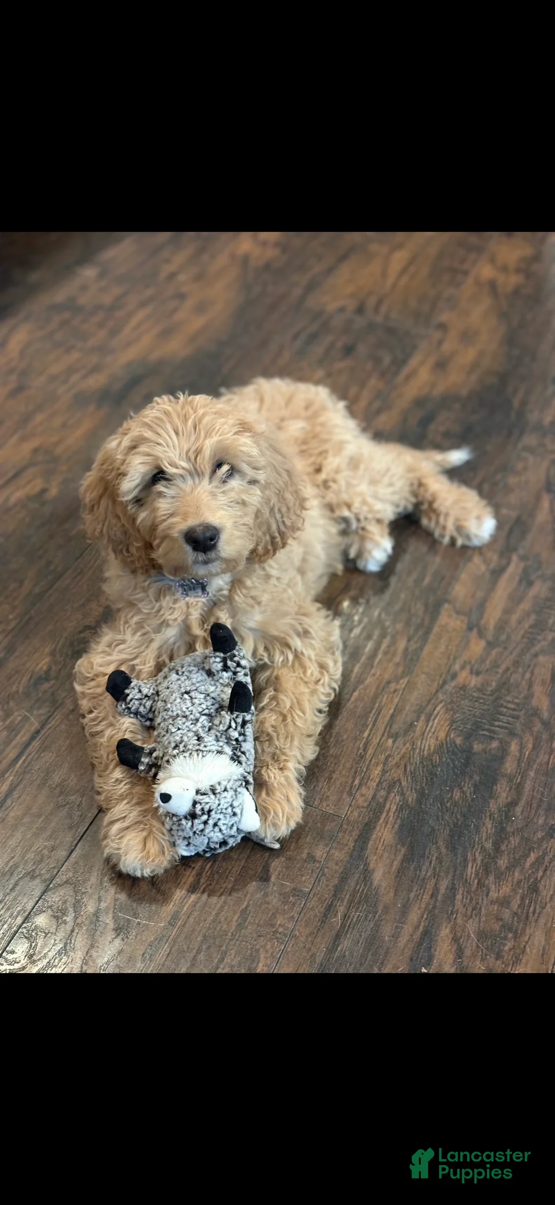 Goldendoodle dogs for sale: Goldendoodle Puppy 3 - Ad 2