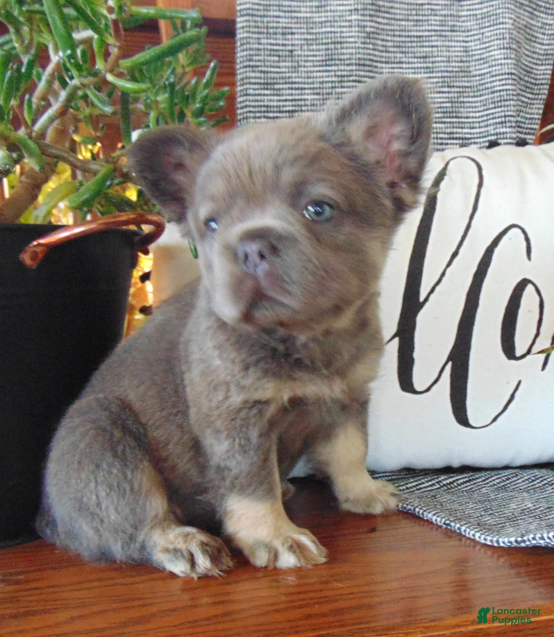 French Bulldog dogs for sale: Jackie - Ad 2