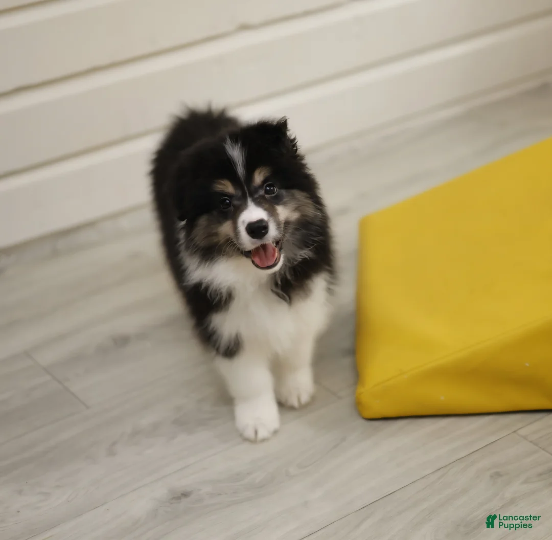 Border Collie dogs for sale: Border Collie Puppy 1 - Ad 2