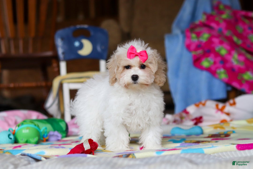 Havapoo dogs for sale: Cleo  - Ad 2