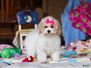 Havapoo dogs Cleo - Ad 35