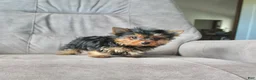 Yorkshire Terrier dogs for sale: Buddy - Ad 4
