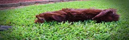 Havapoo dogs for sale: Frisky - Ad 22
