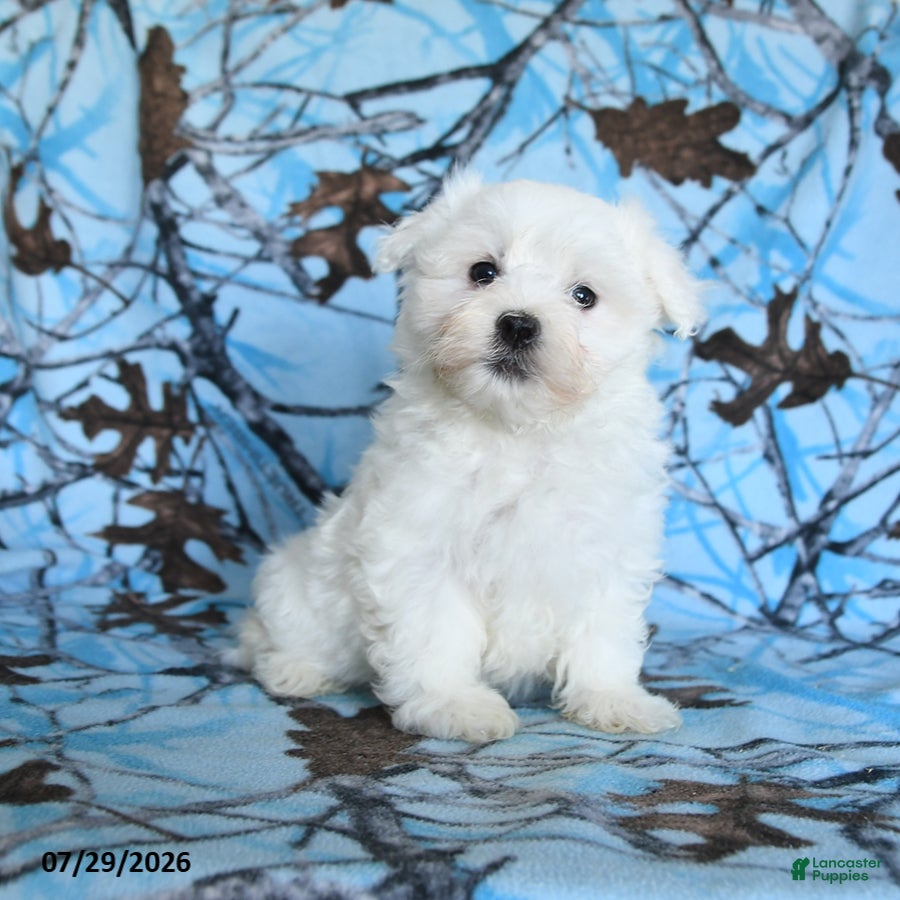 Maltese dogs Polar - Ad 2