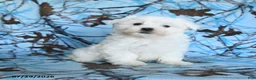 Maltese dogs for sale: Polar - Ad 2