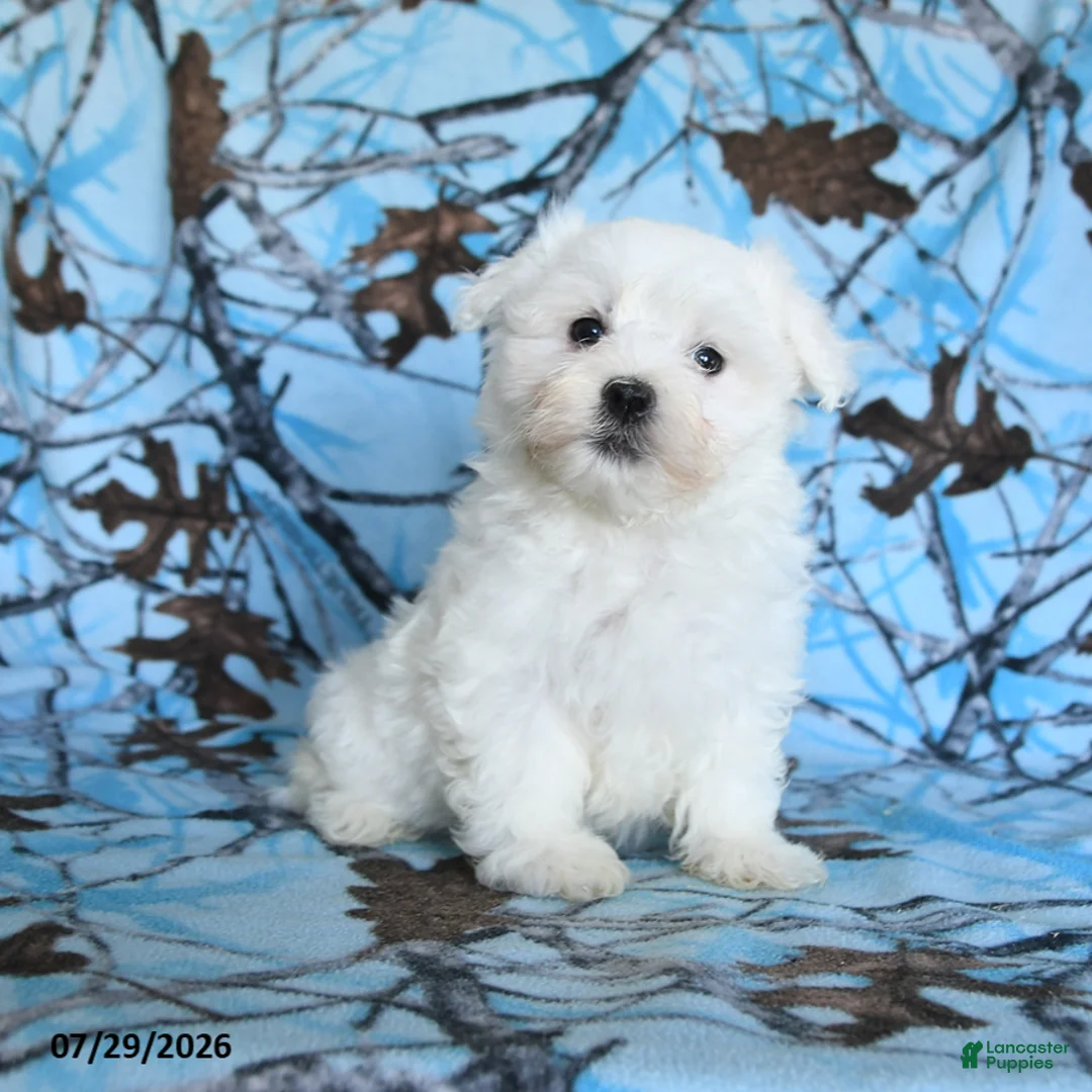 Maltese dogs for sale: Polar - Ad 2