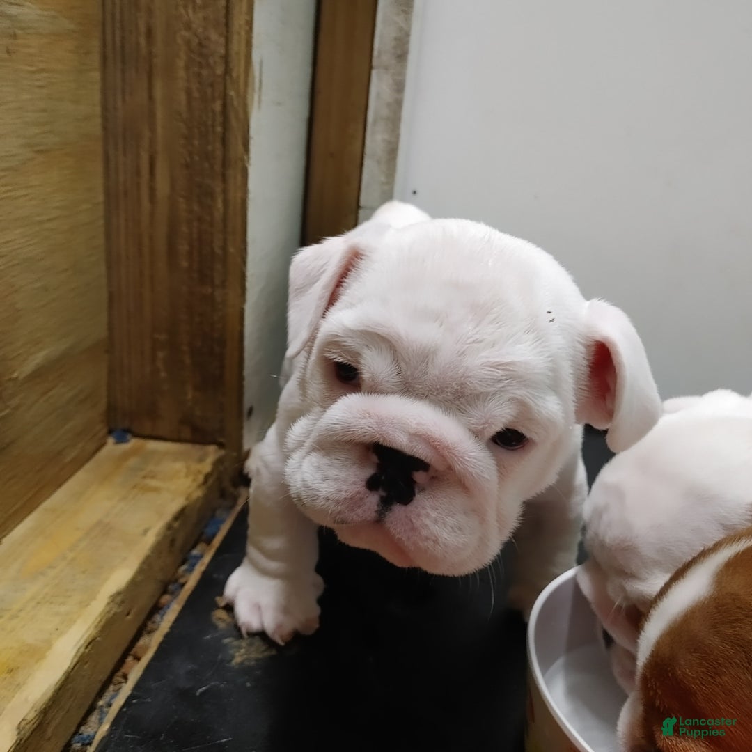 English Bulldog dogs for sale: Eli - Ad 4