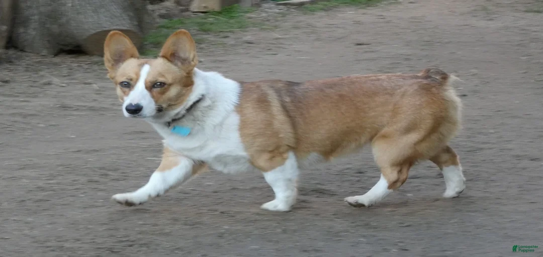 Gallery Image {{count}}