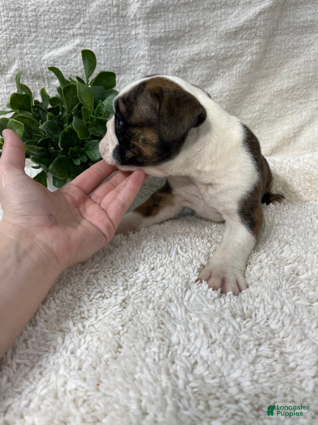 English Bulldog dogs for sale: Hank - Ad 5