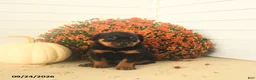Rottweiler dogs for sale: Prince   - Ad 3