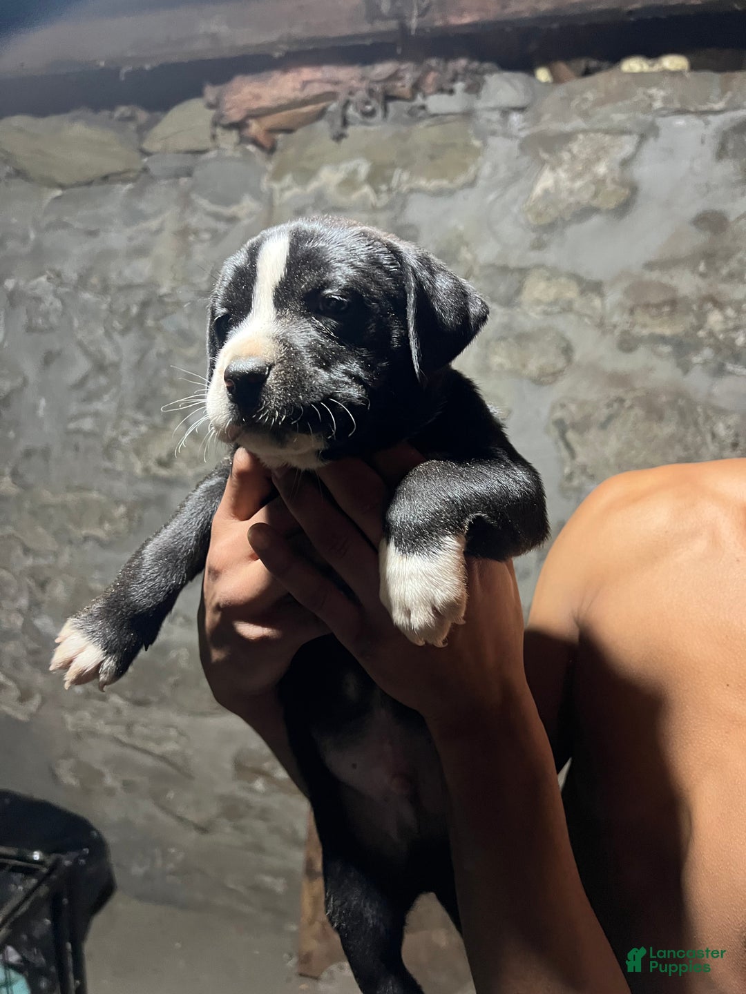 American Pit Bull Terrier dogs for sale: gustavo - Ad 4