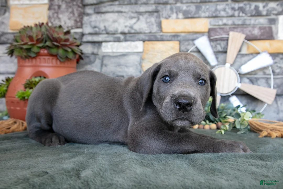 Great Dane dogs for sale: Alex - Ad 2