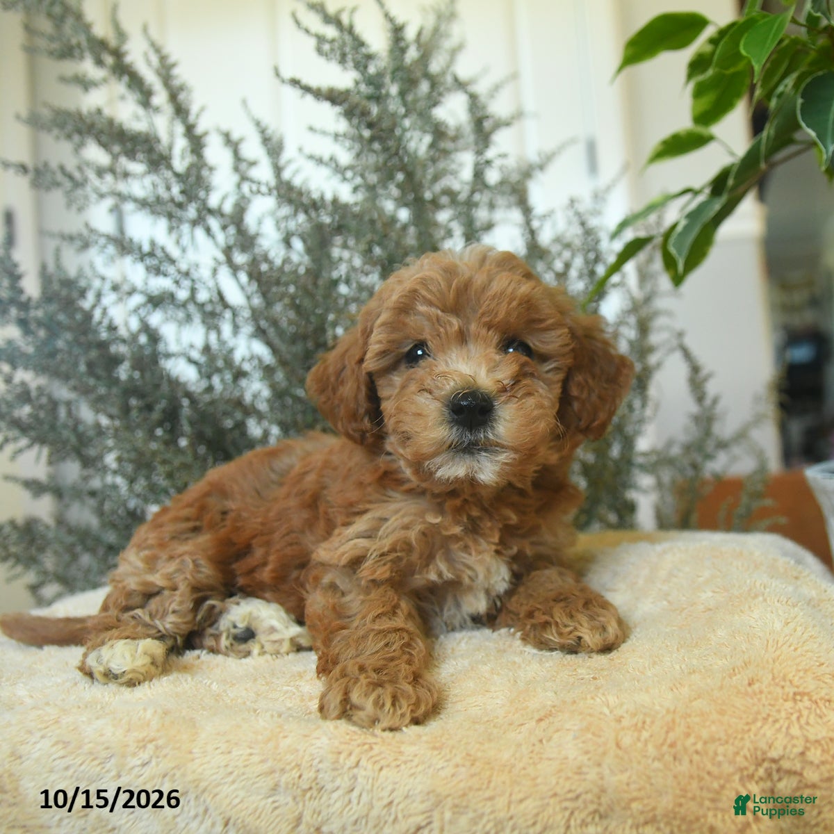 Miniature Poodle dogs Maya - Ad 1