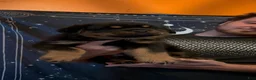 Rottweiler dogs for sale: Rottweiler 1 - Ad 4