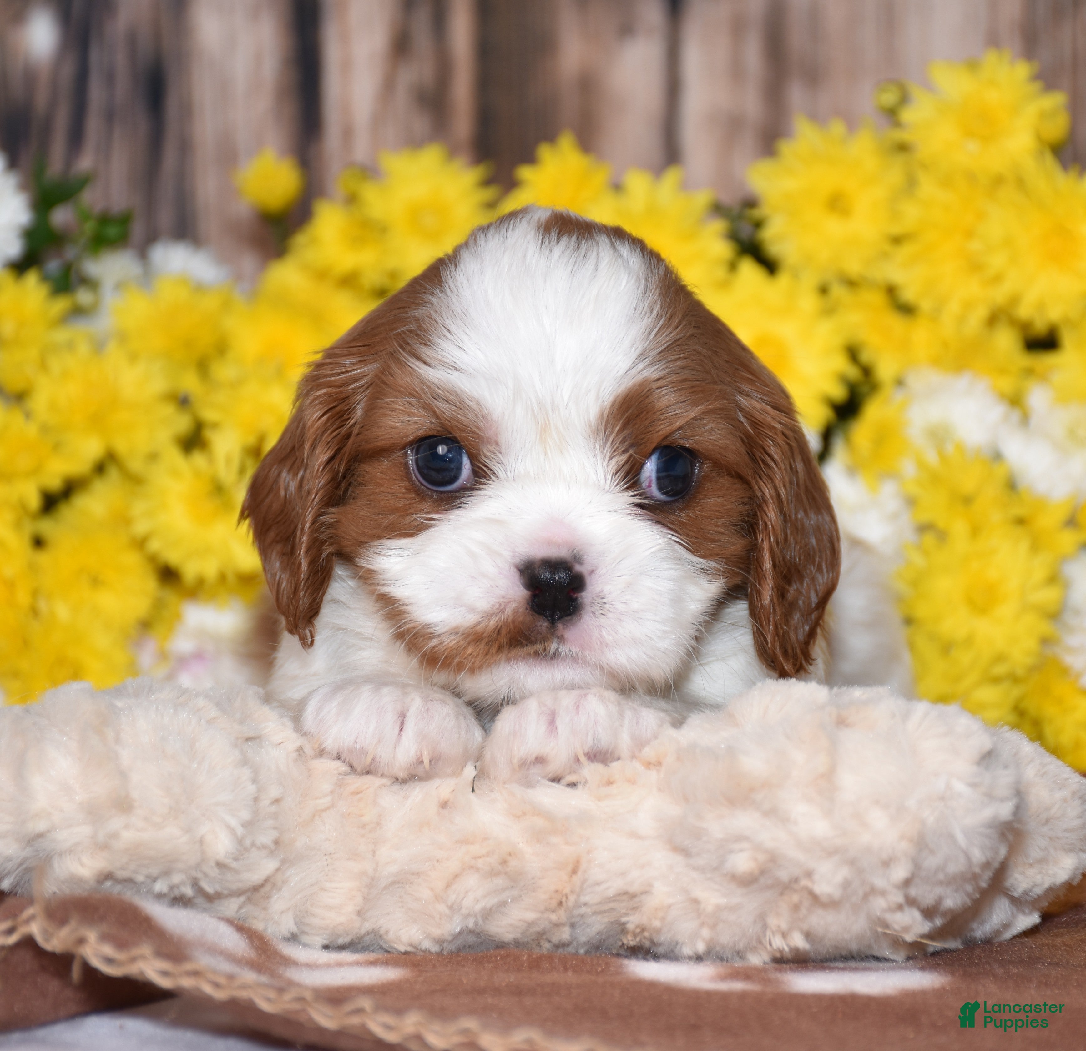 Cavalier King Charles Spaniel dogs Gizmo - Ad 1