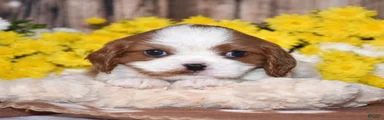 Gizmo