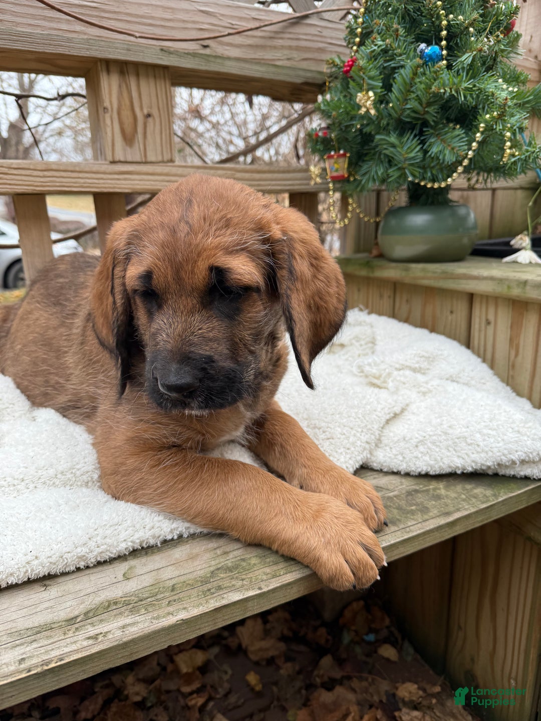 Mixed Breed dogs for sale: Oscar - Ad 2