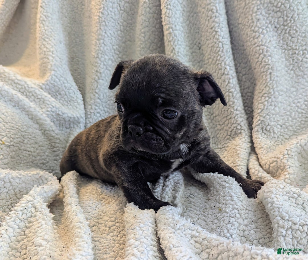 Mixed Breed dogs for sale: Tilly - Ad 3