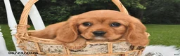 Beaglier dogs for sale: Cuddles - Ad 4