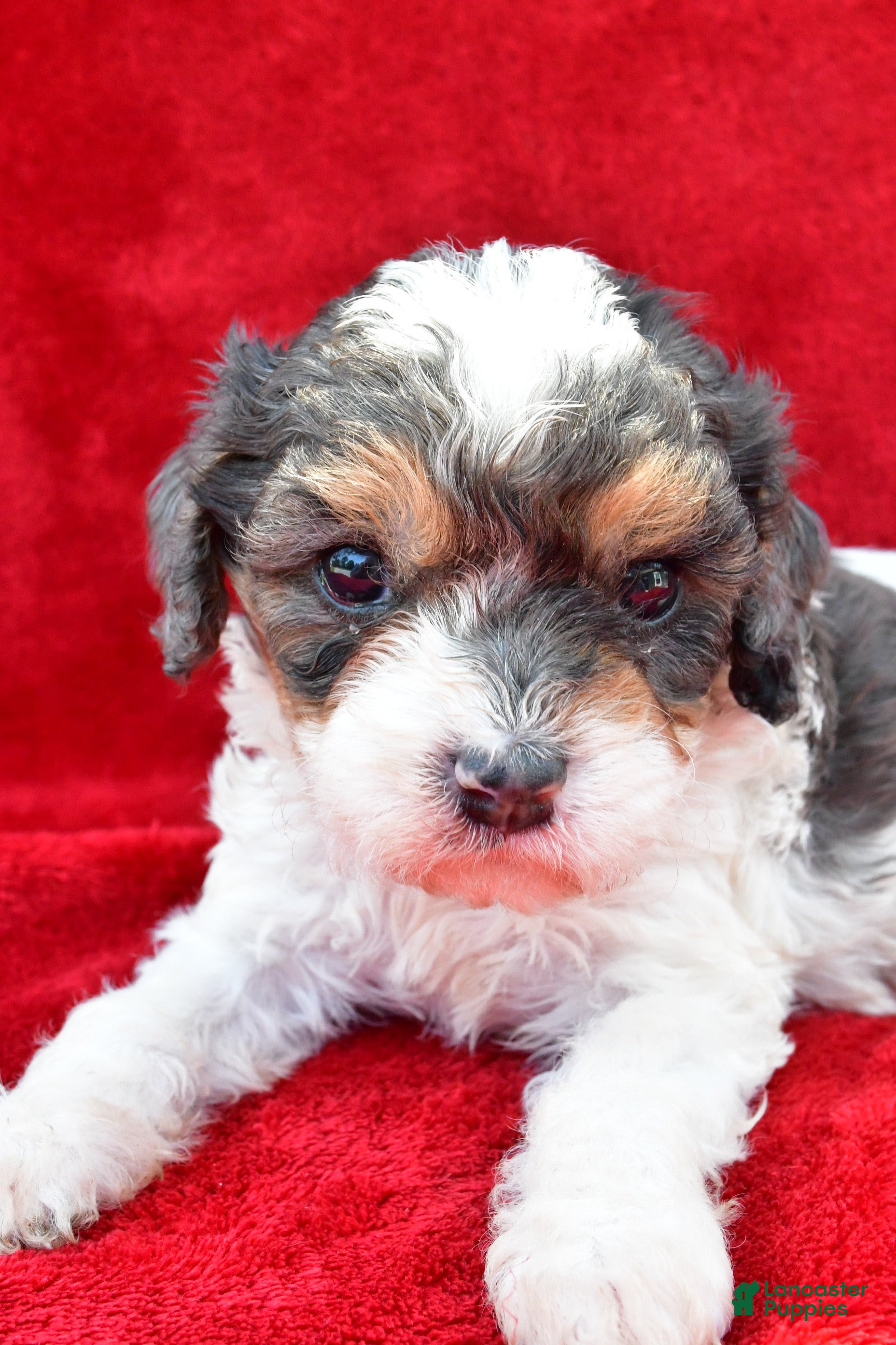 Cavapoo dogs Addie - Ad 2