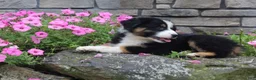 Australian Shepherd dogs for sale: Polly - Ad 2