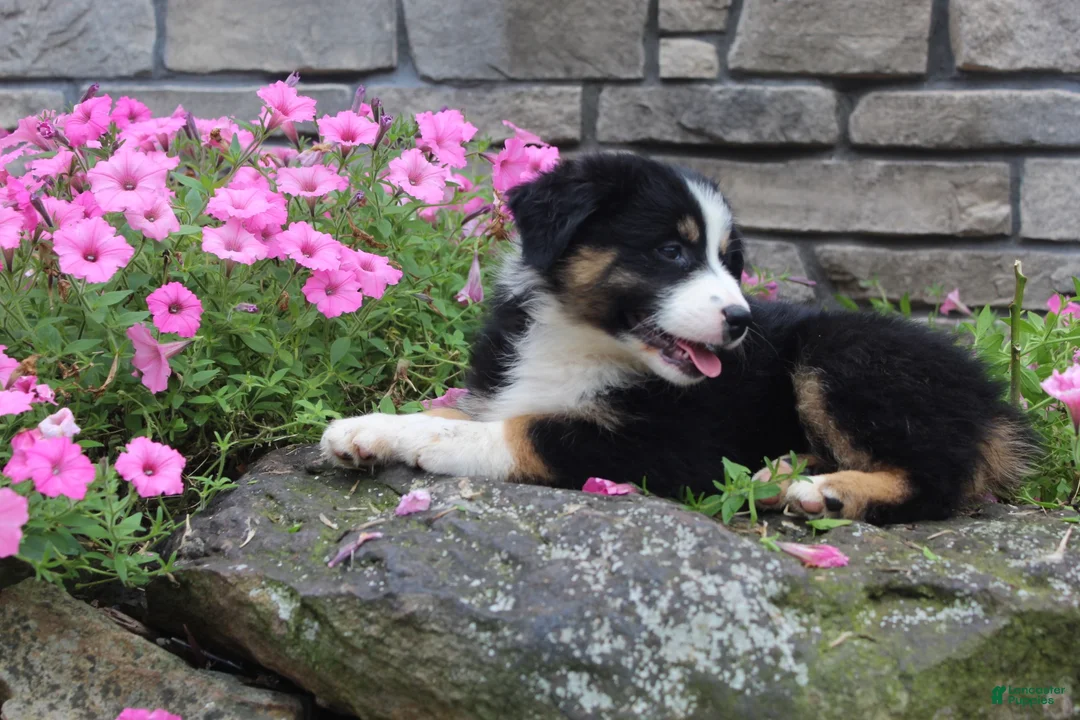Australian Shepherd dogs for sale: Polly - Ad 2