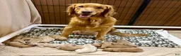 Golden Retriever dogs for sale: Mr Green - Ad 2