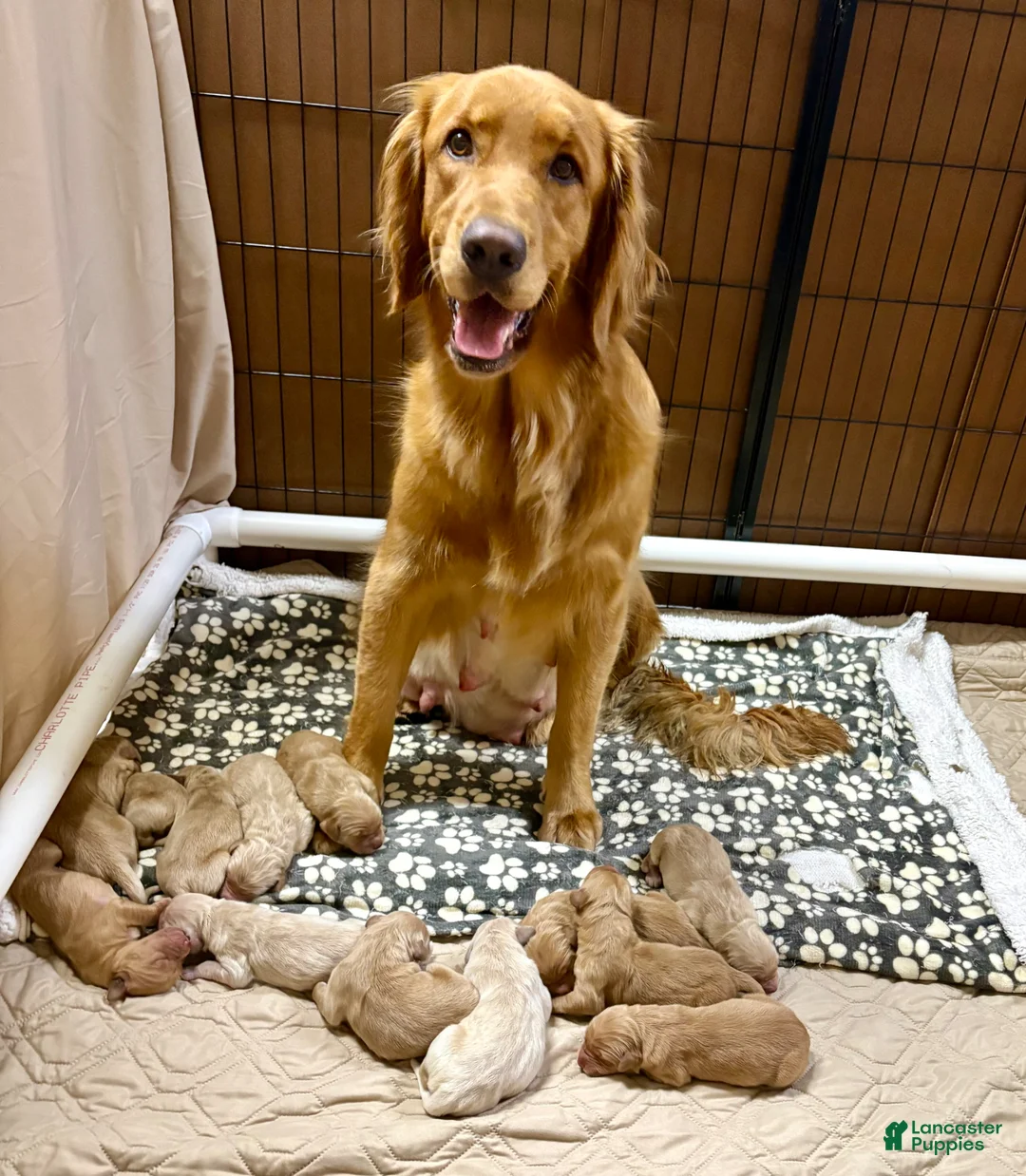 Golden Retriever dogs for sale: Mr Green - Ad 2