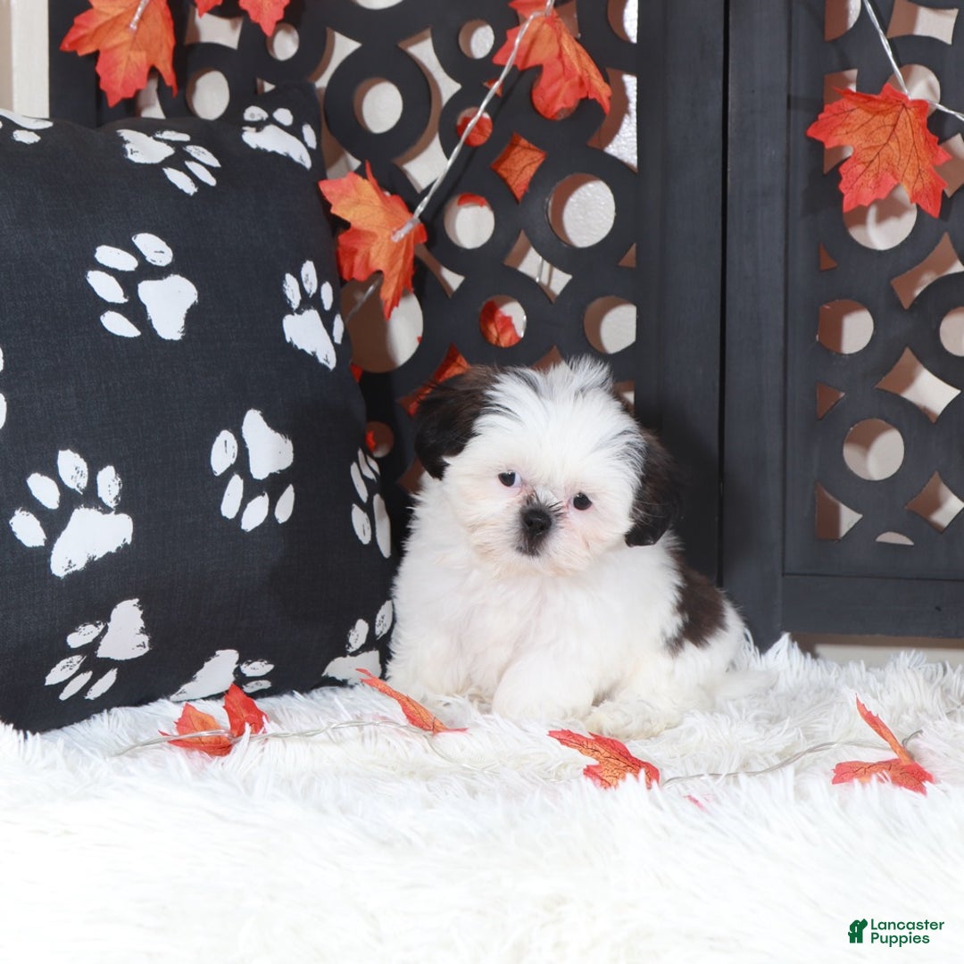 Shih Tzu dogs for sale: Peaches - Ad 3