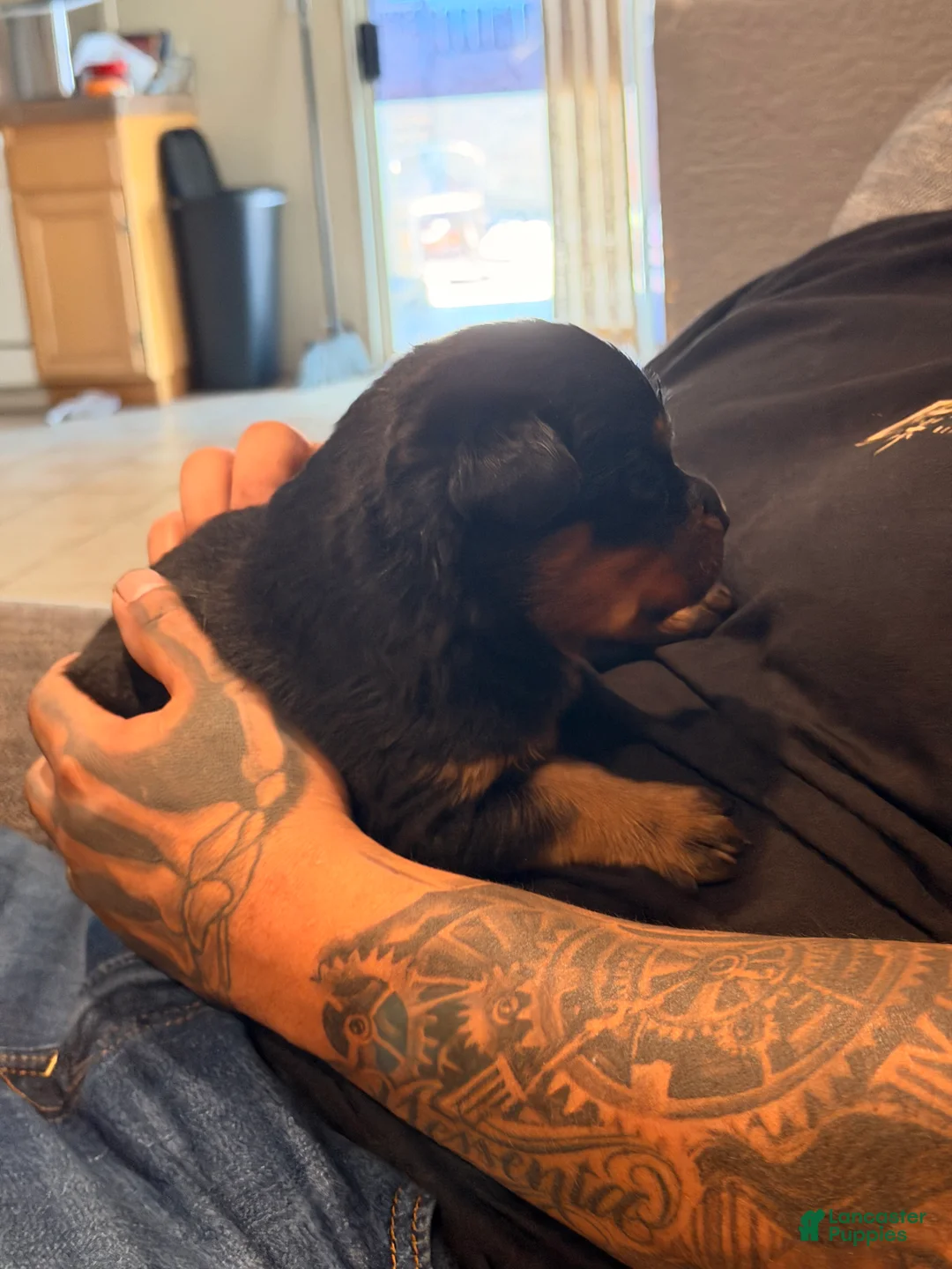 Rottweiler dogs for sale: Rottweiler Puppy 6 - Ad 1