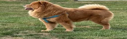 Chow Chow dogs for sale: Grizzly  - Ad 7
