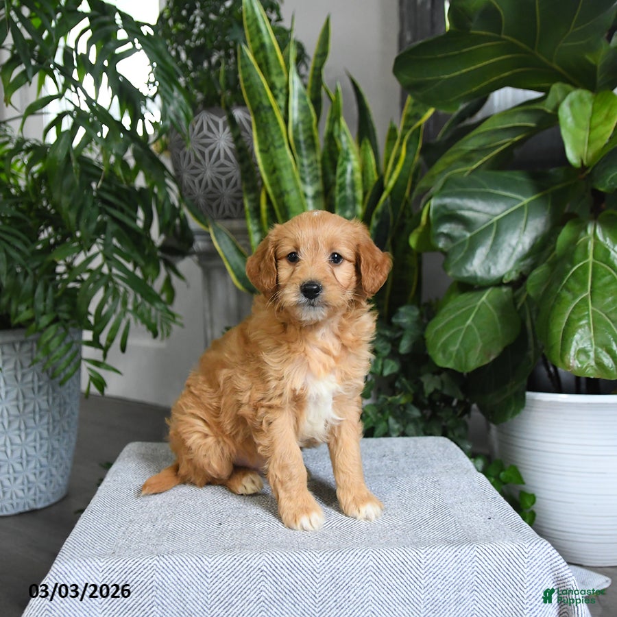 Mini Goldendoodle dogs Banjo - Ad 2