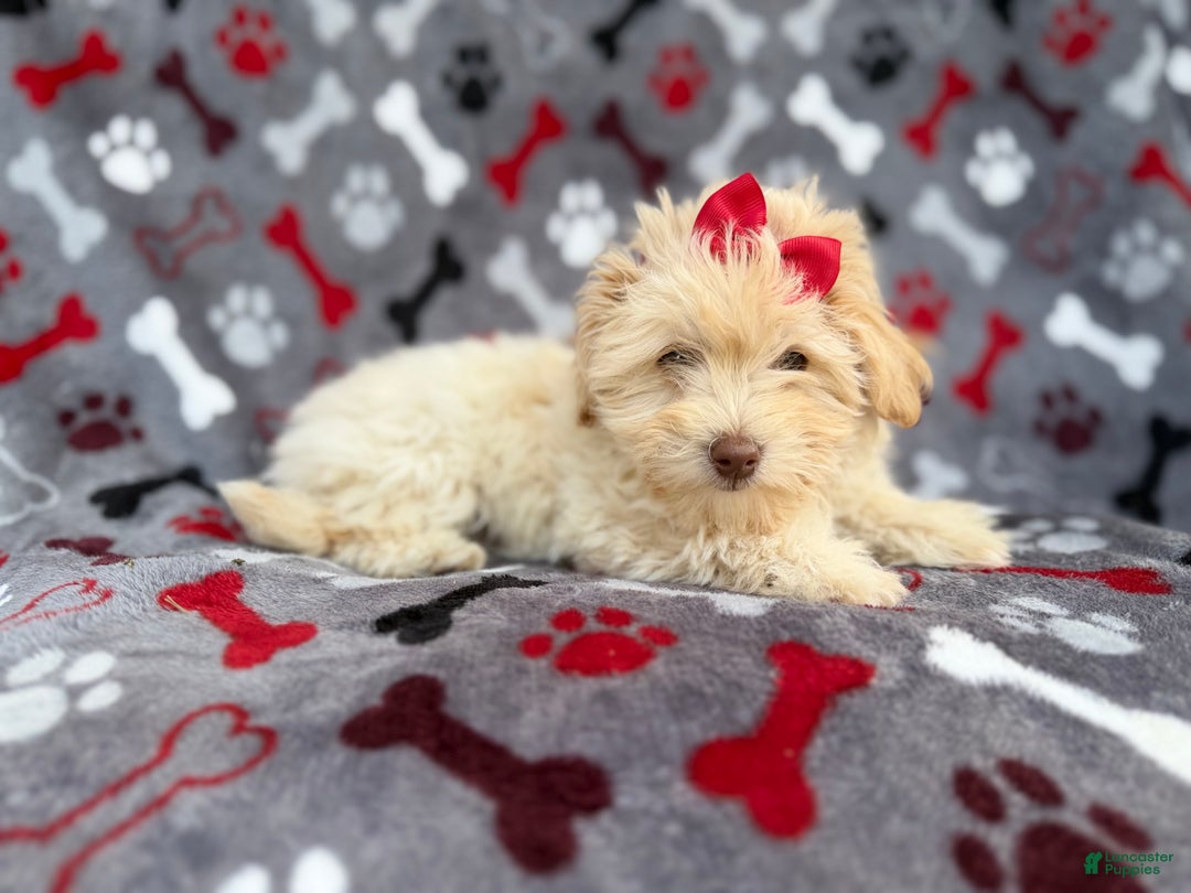 Havapoo dogs for sale: Faith - Ad 7